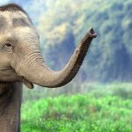 Voir les éléphants en Thaïlande