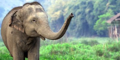 Voir les éléphants en Thaïlande