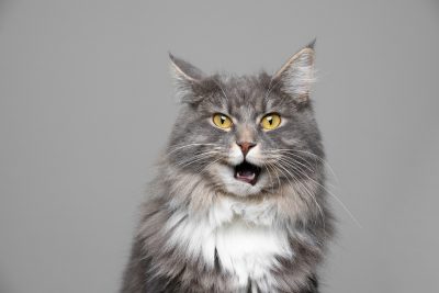 le choix d'un chat
