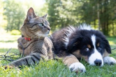 Quel type d’animaux peut-on louer 