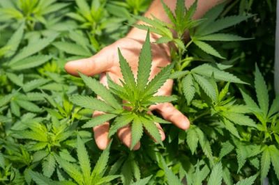 Les avantages et inconvénients du CBD