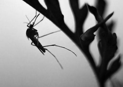 insecticide volant