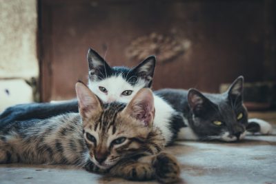 les chats