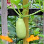 Courgette spaghetti facile : des recettes gourmandes pour toutes les envies