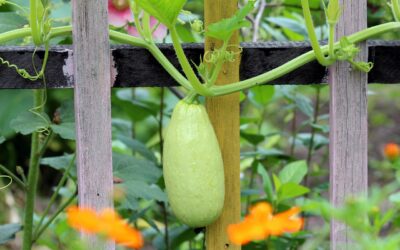 Courgette spaghetti facile : des recettes gourmandes pour toutes les envies