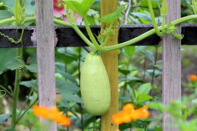Courgette spaghetti facile : des recettes gourmandes pour toutes les envies