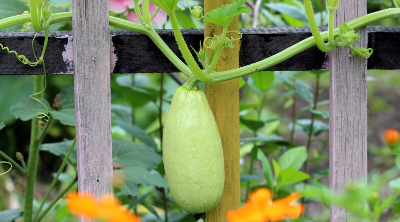 Courgette spaghetti facile : des recettes gourmandes pour toutes les envies